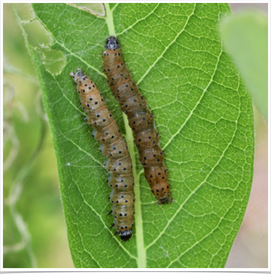 Saucrobotys futilalis
Dogbane Saucrobotys
Cleburne County, Alabama